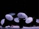 Il Teatro degli Avvaloranti apre con la memoria danzata