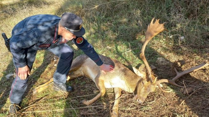 Liberato con l’aiuto di Wild Umbria, nessuna ferita