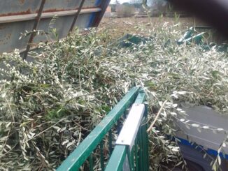 Potature a Castiglione del Lago: il servizio di raccolta è in affanno