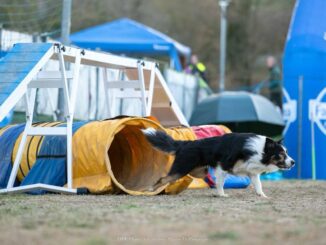 Torna a Mantignana la grande Cinofilia sportiva